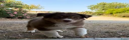 Australian Shepherd cani in vendita: Cuccioli Australian Shepherd - Annuncio 9