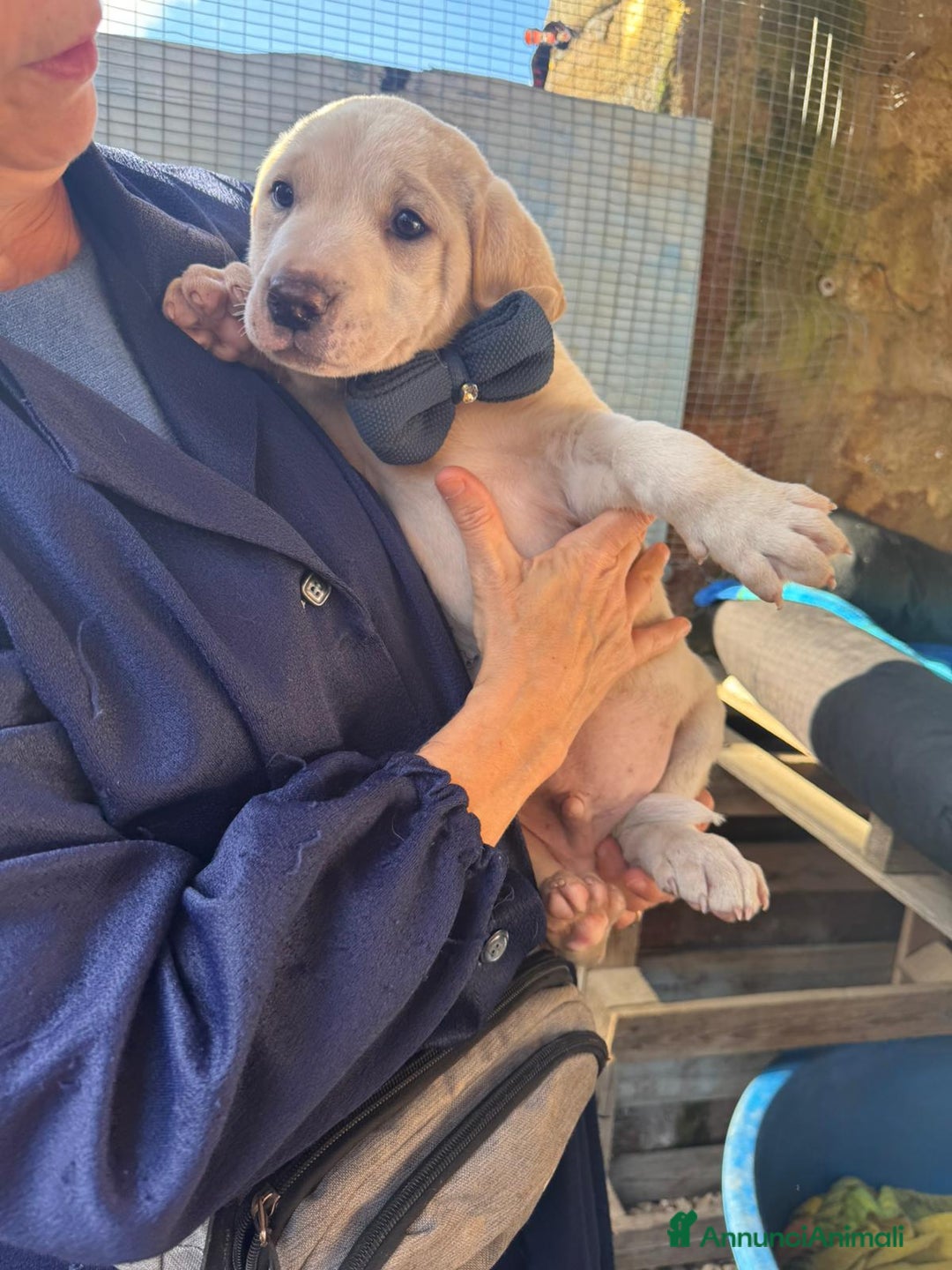 Altre razze cani in regalo: CANNELLA, CONFETTO, CIMETTA, CAPPUCCINO ECARAMELLA - Annuncio 5