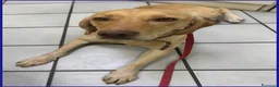 Meticcio cani in regalo: BAGIGIO splendido mix segugio - Annuncio 2