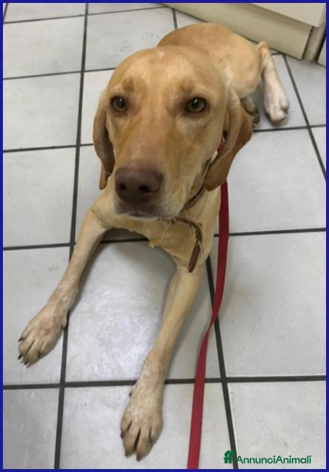 Meticcio cani in regalo: BAGIGIO splendido mix segugio - Annuncio 2
