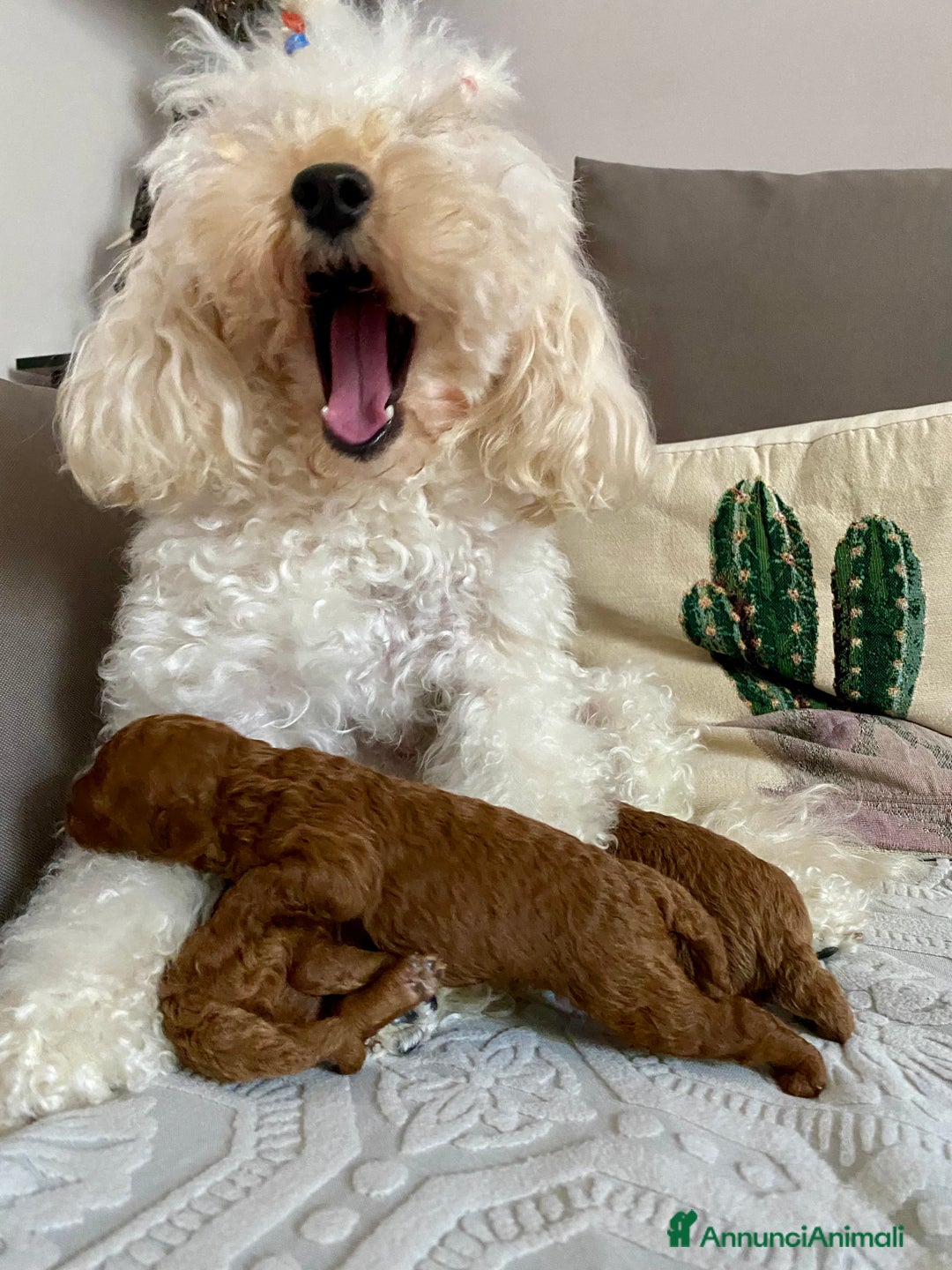 Barboncino Toy cani in vendita: Barbone toy - Annuncio 12