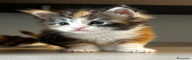 Maine Coon Gattino 3