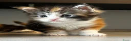 Maine Coon gatti in vendita: Cuccioli Maine Coon con pedigree  - Annuncio 1