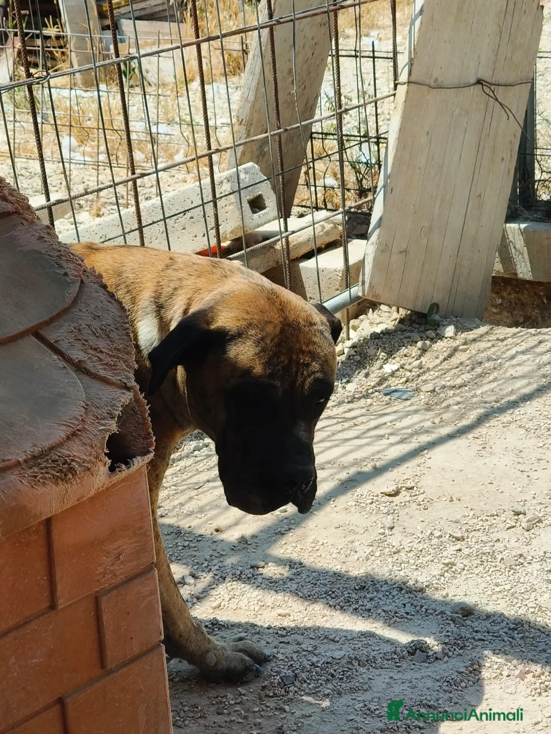 Cane Corso cani in regalo: Kira e Zeus, due anime buone in cerca di casa - Annuncio 2