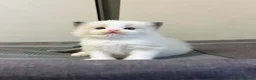 Ragdoll gatti in vendita: Straordinari cuccioli ragdoll a Provincia di Monza e della Brianza - Annuncio 10