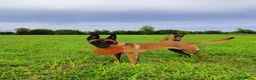 Pastore Belga cani in vendita: Cuccioli pastore belga malinois a Provincia di Treviso - Annuncio 1