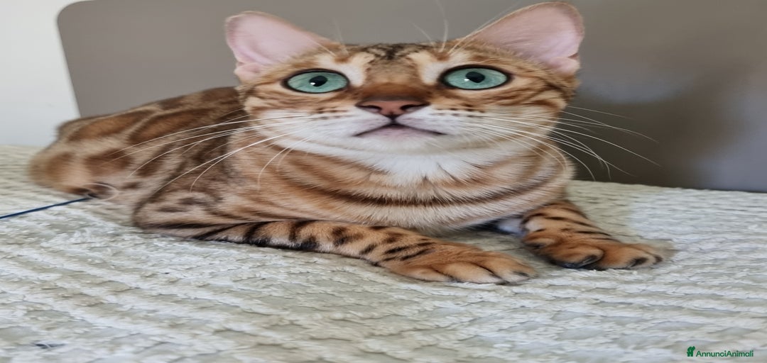 Immagine della galleria {{count}}