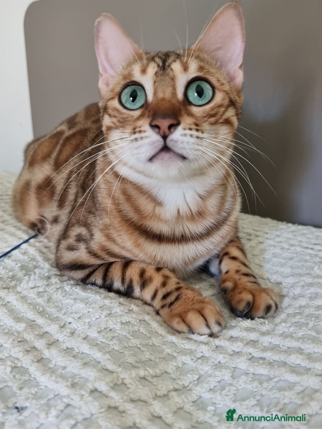 Immagine della galleria {{count}}