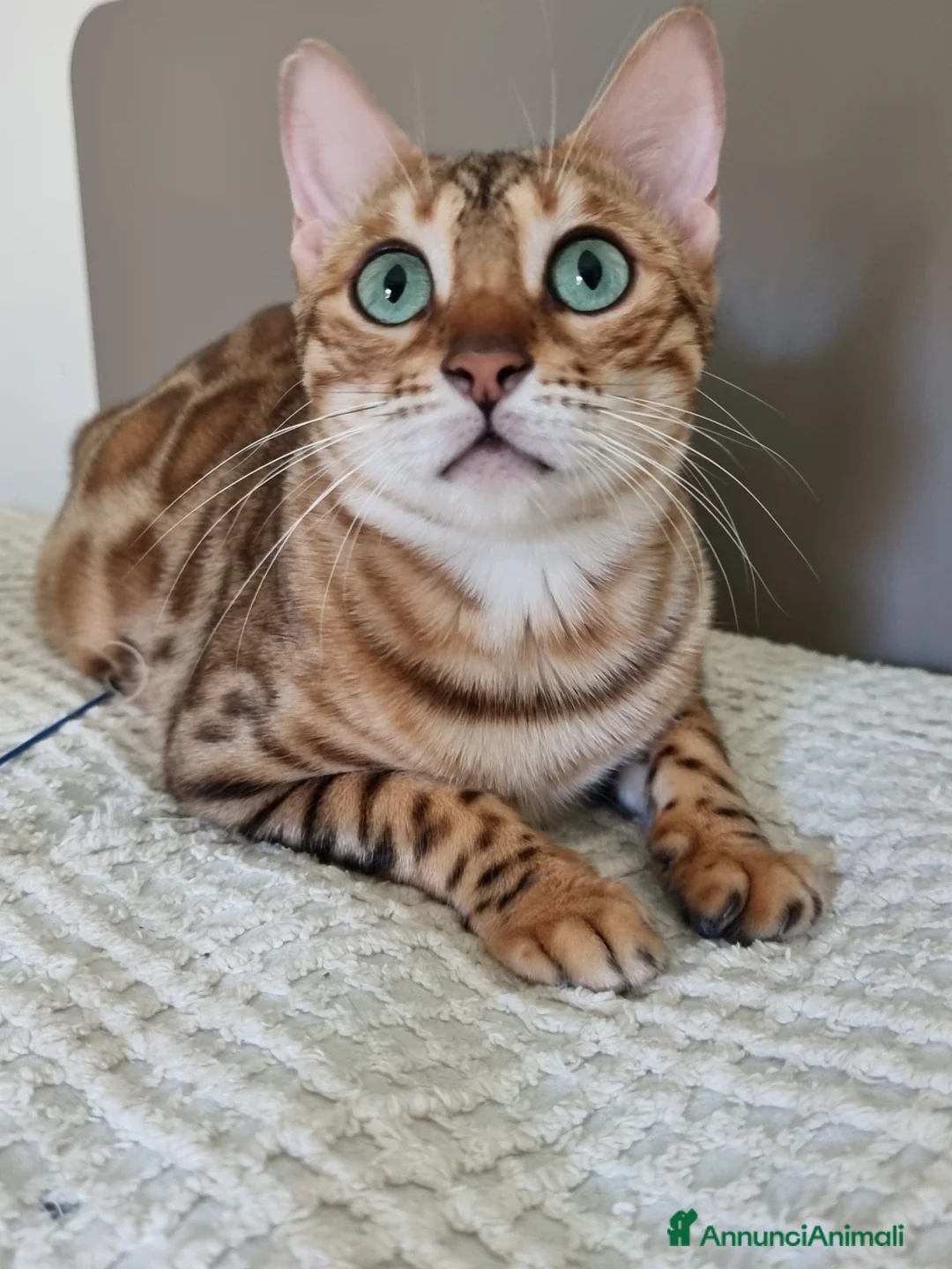 Immagine della galleria {{count}}