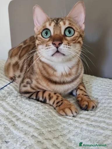 Immagine della galleria {{count}}