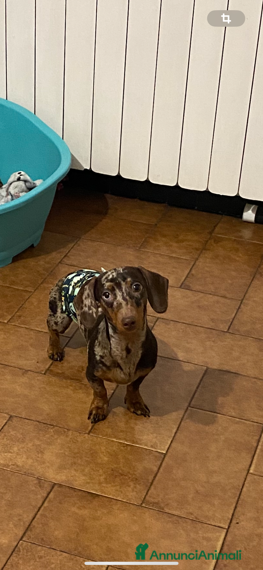 Bassotto cani per accoppiamento: Cerco femmina per accoppiamento - Annuncio 8