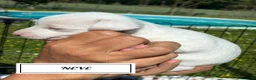 Jack Russell cani in vendita: Jack Russel Terrier  a Provincia di Brescia - Annuncio 5