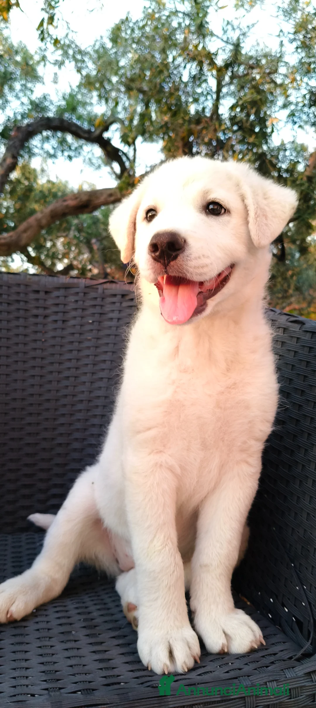 Meticcio cani in regalo: Perla cerca casa 🏡 a Provincia di Monza e della Brianza - Annuncio 1