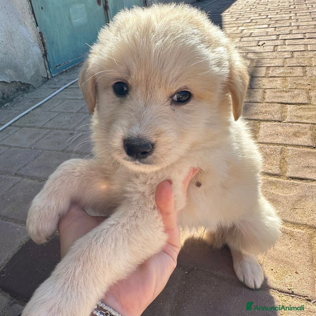 Meticcio cani in regalo: SHIVA🩷-cucciola di 1 mese, pastore cerca casa - Annuncio 5