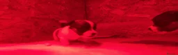 Jack Russell cani in vendita: JACK RUSSELL TERRIER PELO RUVIDO - Annuncio 12