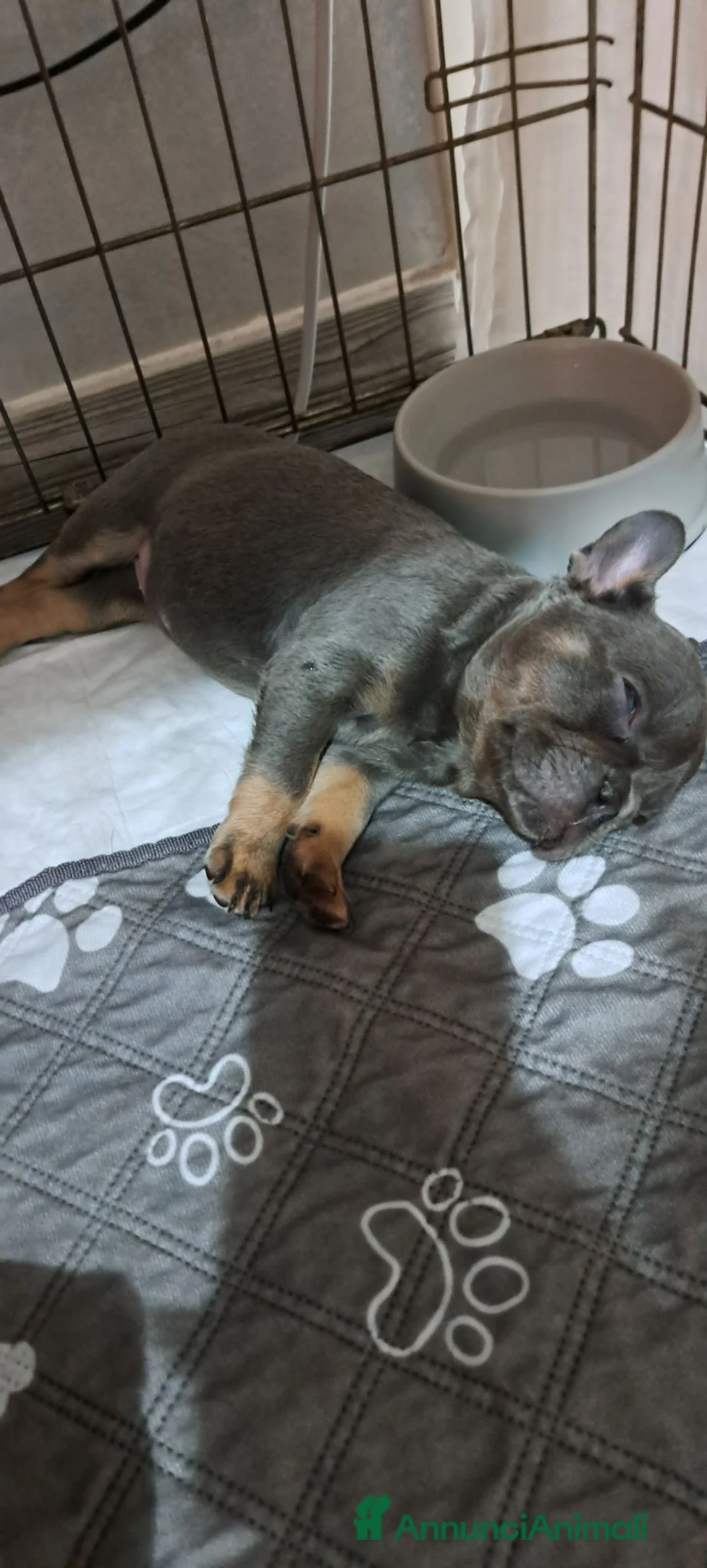 Bulldog Francese cani in vendita: Cucciola di bulldog francese  - Annuncio 8