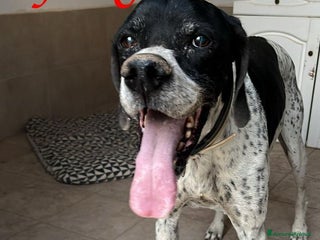 Pointer cani DJANGO adorabile cane da adottare! - Annuncio 1