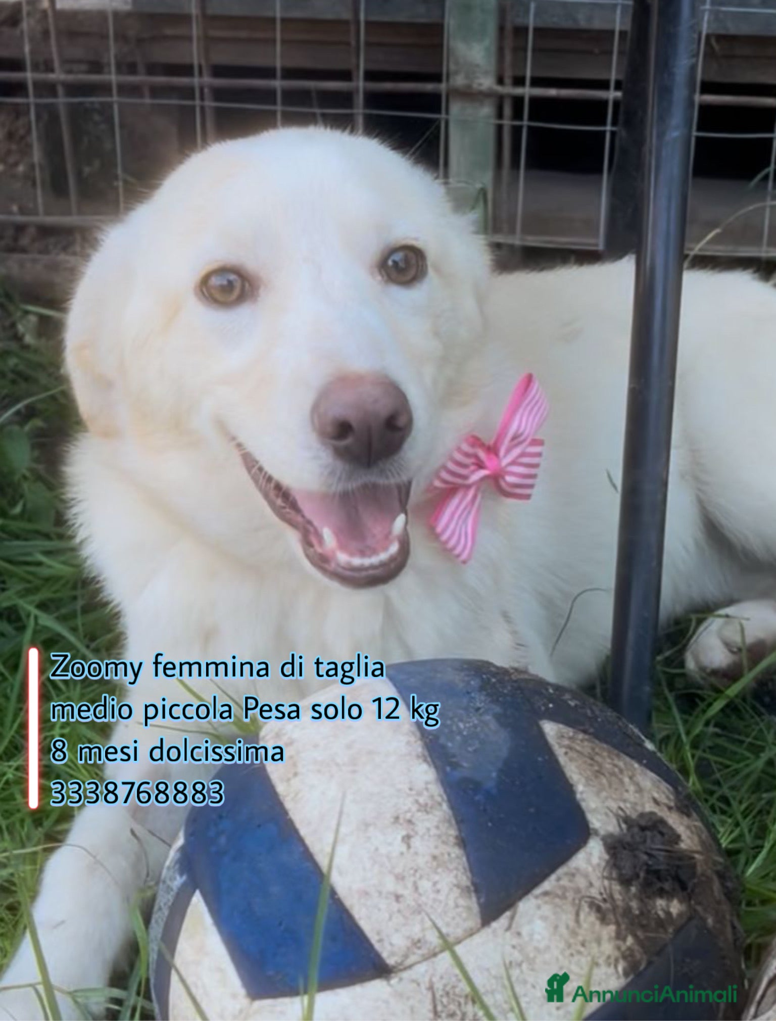 Meticcio cani Zoomy cucciola di 8 mesi tg medio piccola  - Annuncio 1