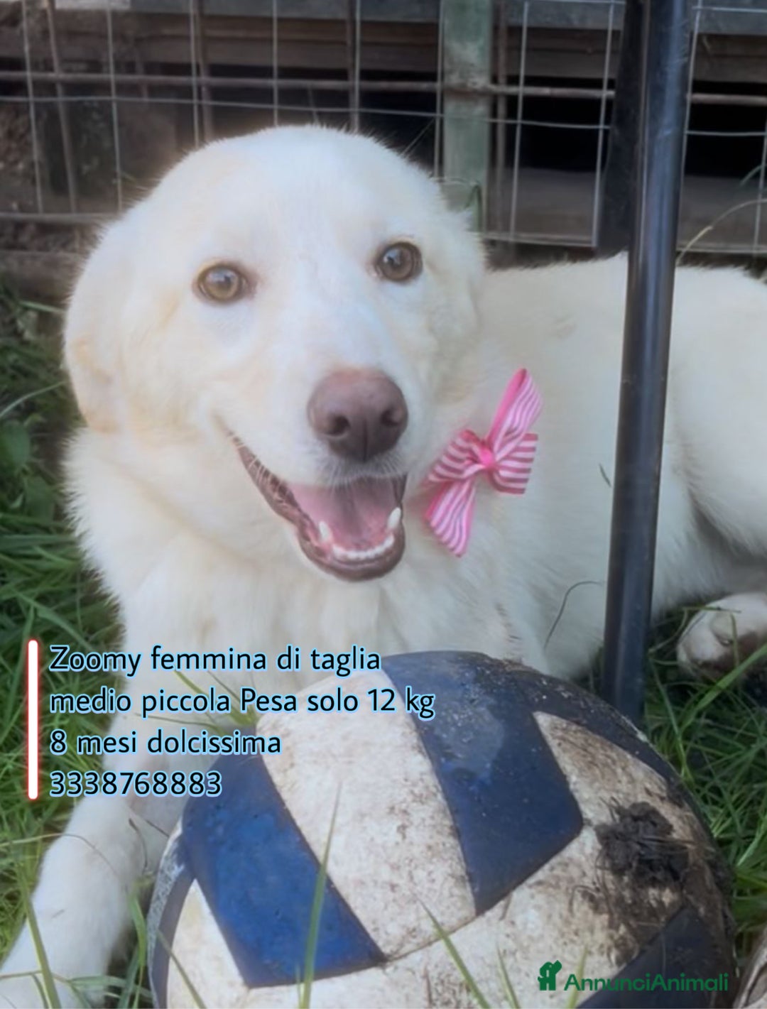 Meticcio cani in regalo: Zoomy cucciola di 8 mesi tg medio piccola  - Annuncio 1