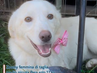 Meticcio cani Zoomy cucciola di 8 mesi tg medio piccola - Annuncio 23