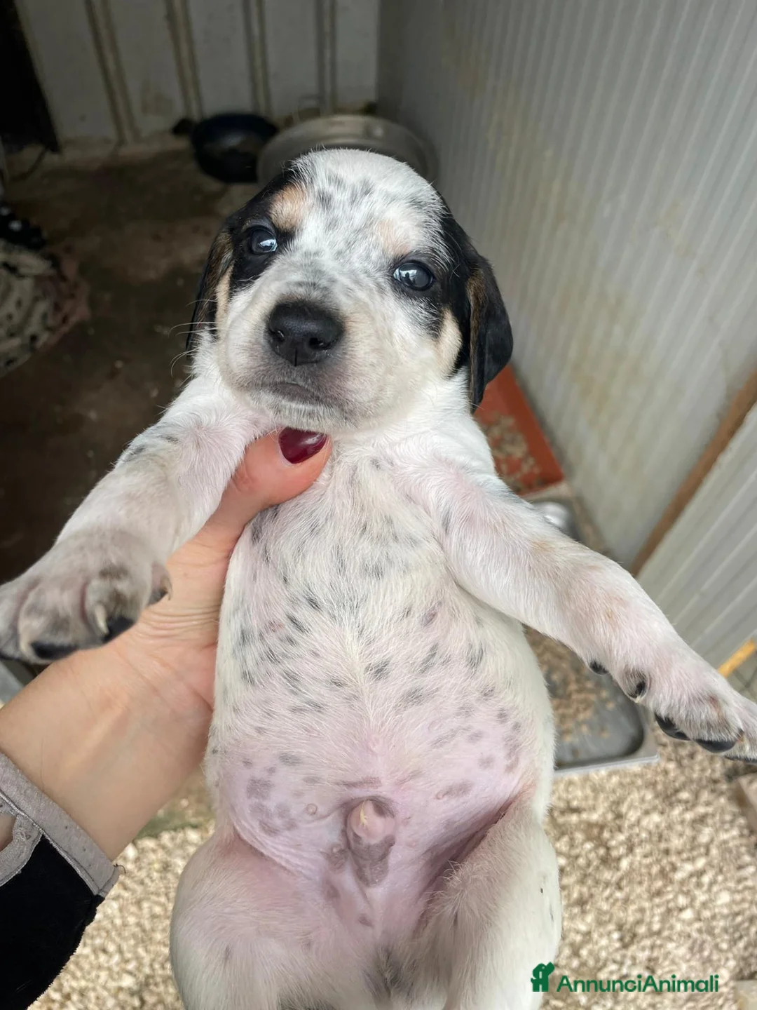 Segugio cani in regalo: DOLCE PANZEROTTO  : COSMO a Provincia di Bergamo - Annuncio 1