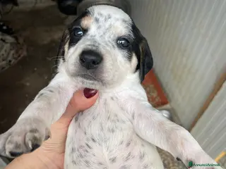 Segugio cani DOLCE PANZEROTTO : COSMO - Annuncio 2