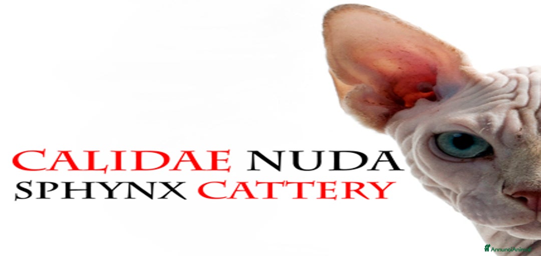 Immagine della galleria {{count}}