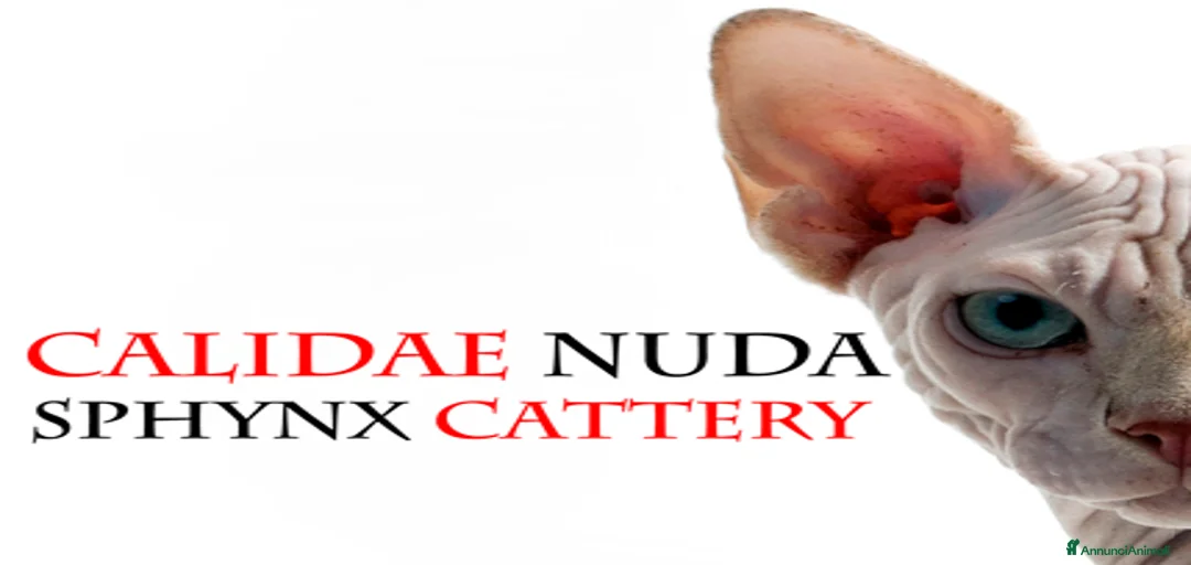 Immagine della galleria {{count}}