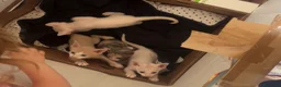 Sphynx gatti in vendita: Sphynx brush a Provincia di Reggio Emilia - Annuncio 2