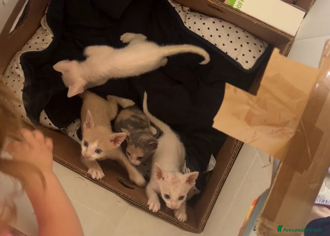 Sphynx gatti in vendita: Sphynx brush a Provincia di Reggio Emilia - Annuncio 2