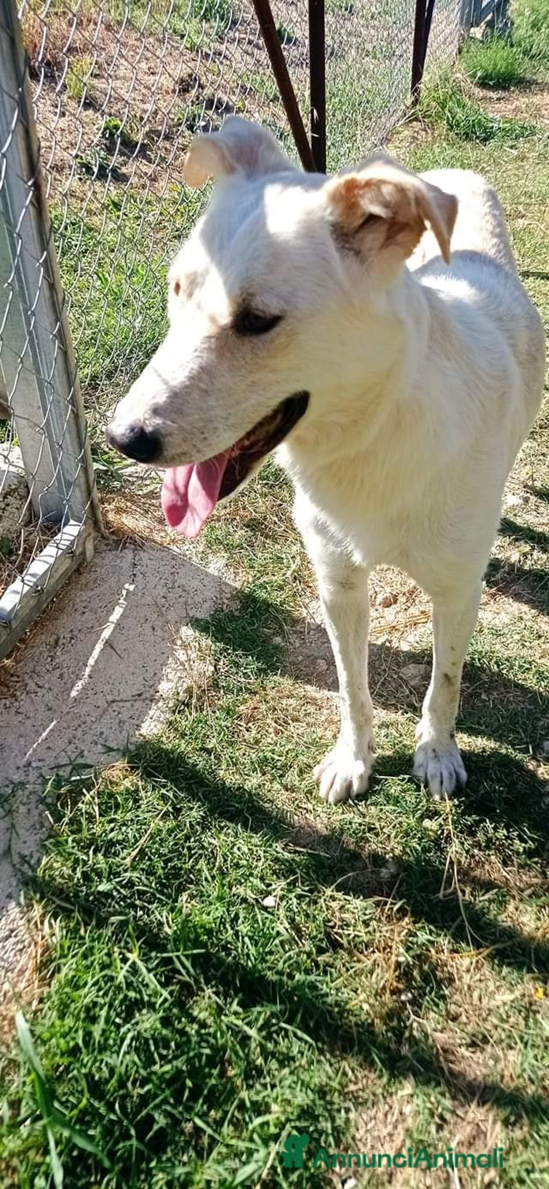 Meticcio cani in regalo: ROBERTO socievole - allegro - Annuncio 4