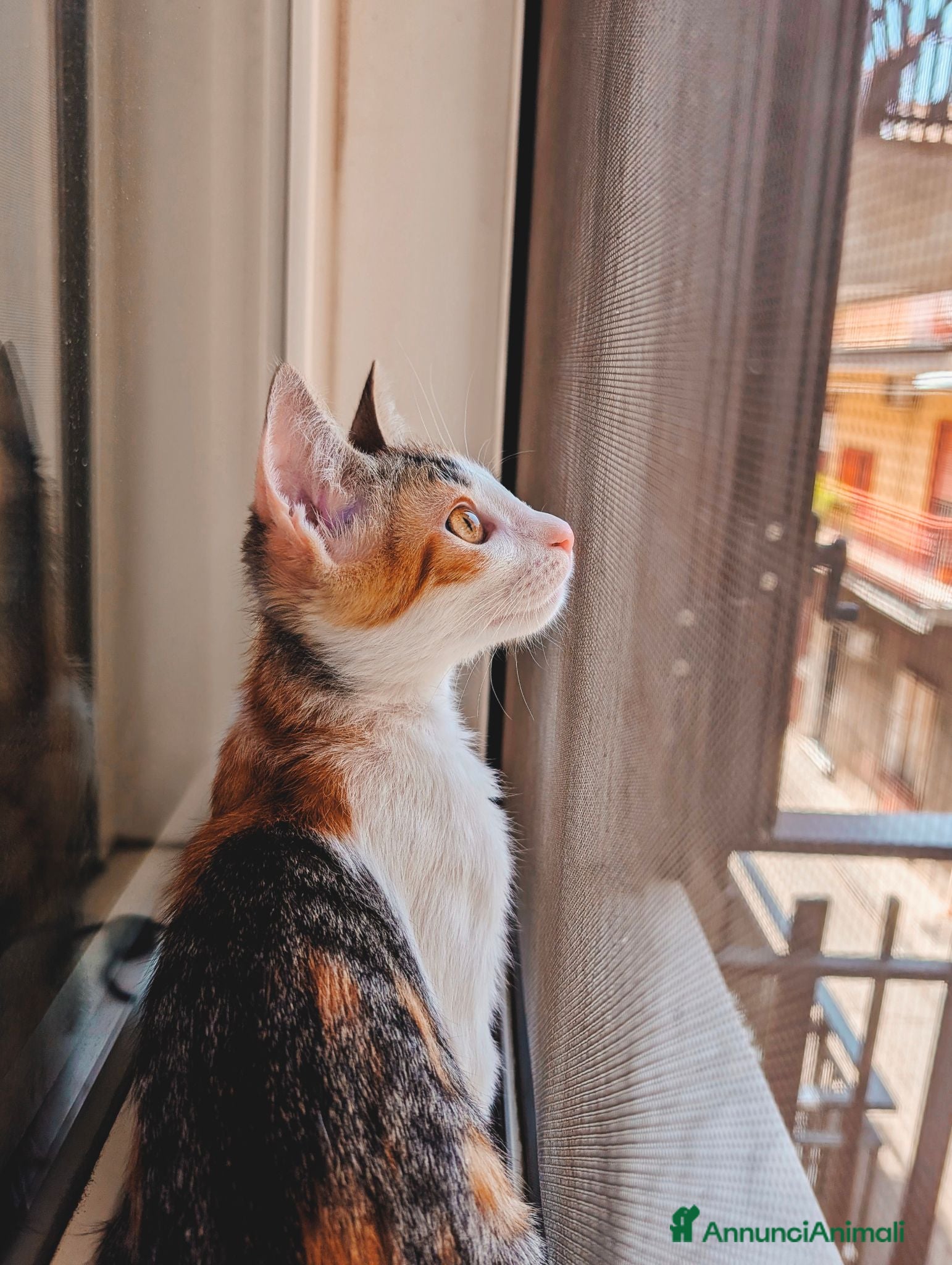 Altre razze gatti Una casa per Misha - Annuncio 14
