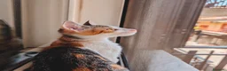 Altre razze gatti in regalo: Una casa per Misha - Annuncio 1