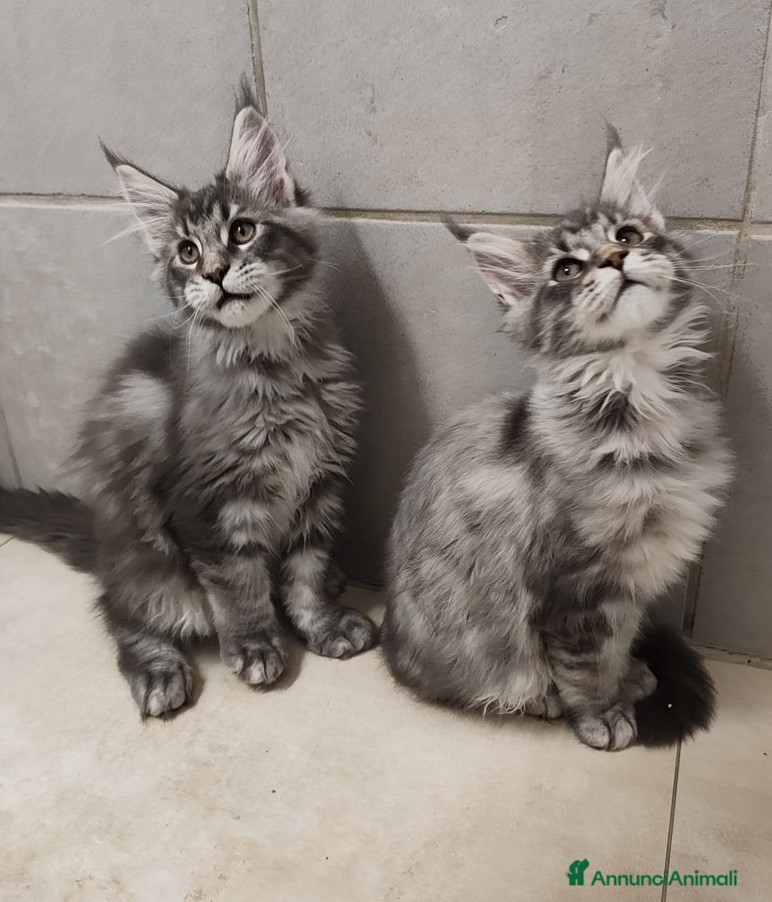 Maine Coon gatti in vendita: Cuccioli di Maine Coon TOP linea americana  - Annuncio 3