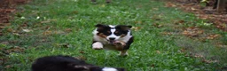 Australian Shepherd cani in vendita: Australian Shepherd pedigree ENCI - Annuncio 30