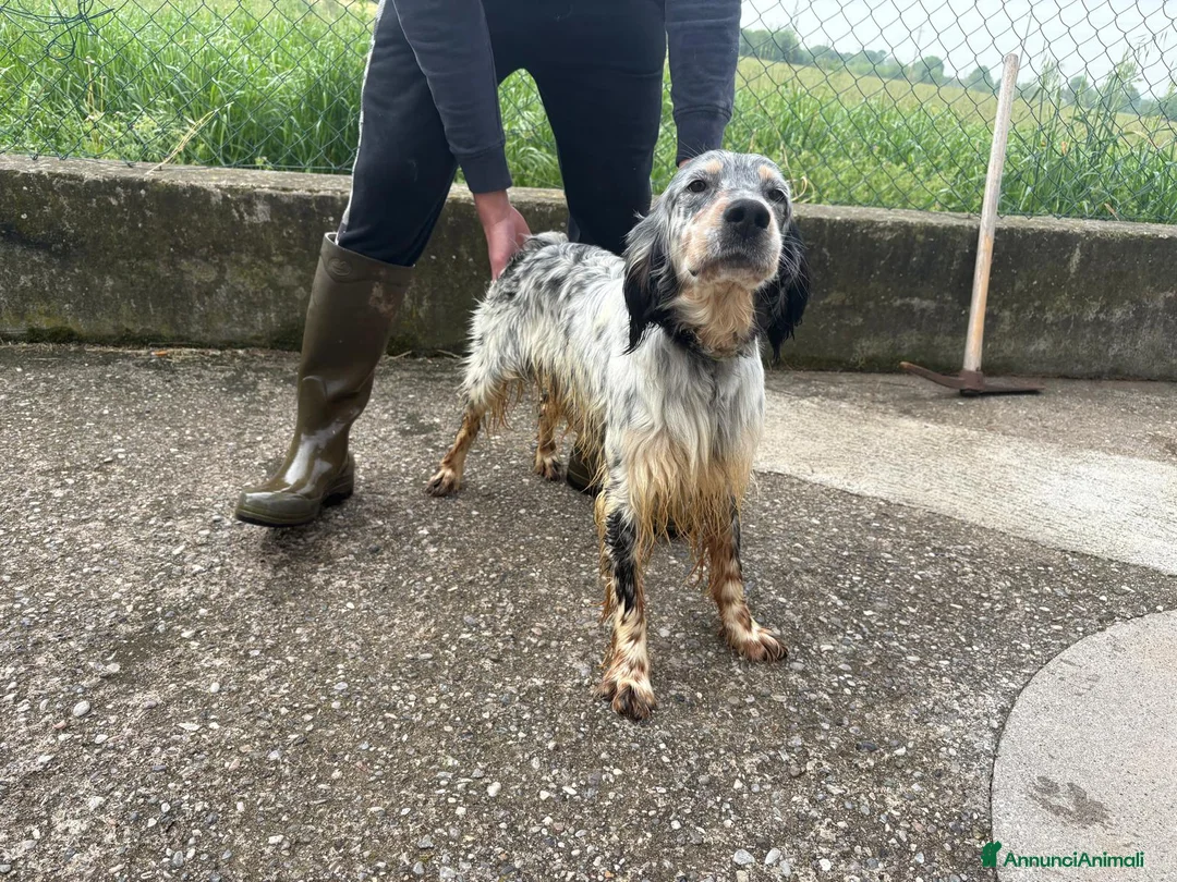 Setter Inglese cani in vendita: Cedo setter inglese di 2 anni - Annuncio 2