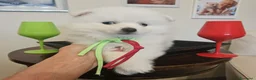 Volpino Italiano cani in vendita: Cuccioli di Volpino Italiano - Annuncio 3