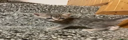 Meticcio gatti in vendita: Gattino grigio  - Annuncio 6
