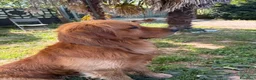 Golden Retriever cani per accoppiamento: Golden retriever per monta - Annuncio 3