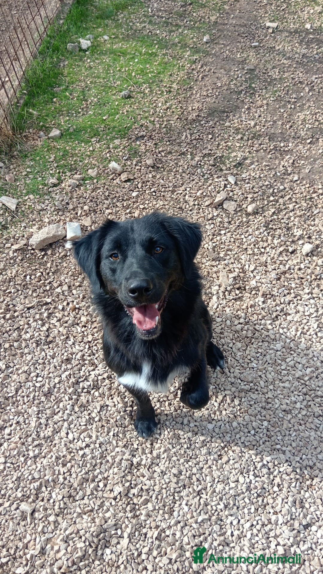 Meticcio cani in regalo: Diana dolcissima cagnolona - Annuncio 2