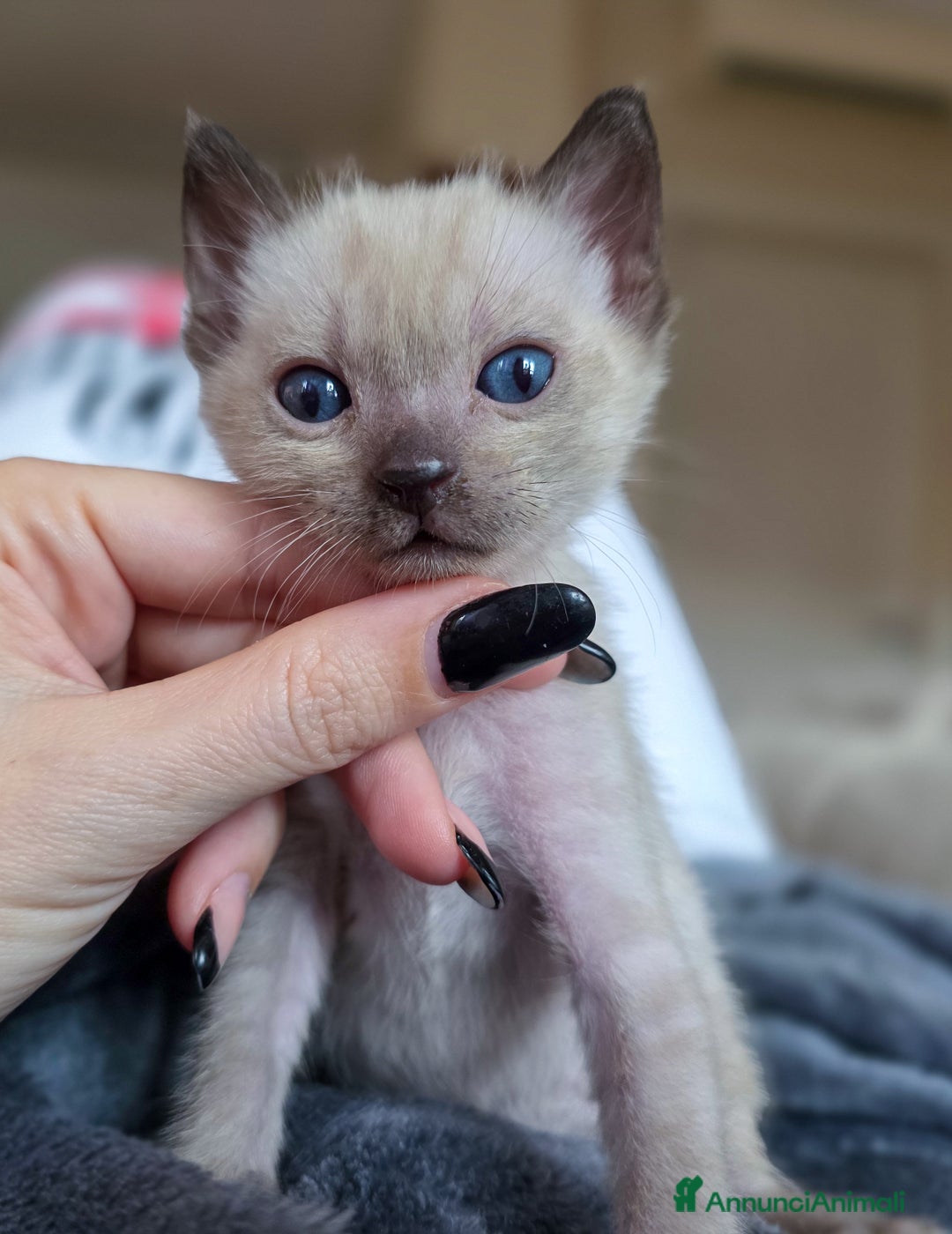 Bengala gatti in vendita: Cucciolo gatto bengala  - Annuncio 21