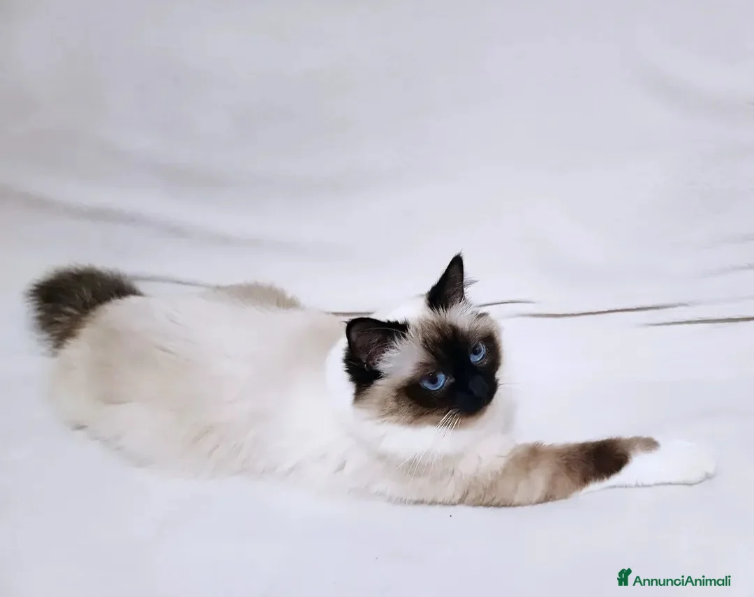 Sacro di Birmania gatti in vendita: Sacro di birmania  - Annuncio 1