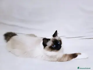 Sacro di Birmania gatti Sacro di birmania - Annuncio 3