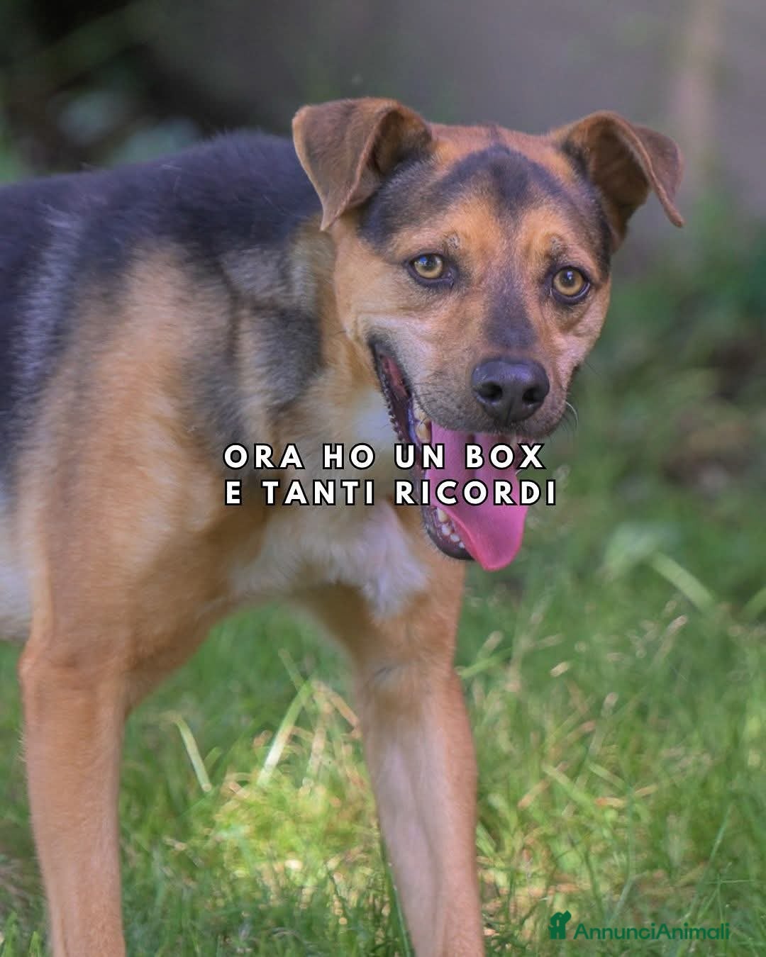 Meticcio cani CARLO, socievole meticcio dagli occhi magnetici - Annuncio 5