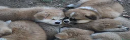 Akita Inu cani in vendita: Prenotazioni CUCCIOLI DI AKITA LOMBARDIA  - Annuncio 14