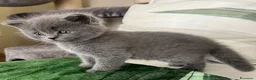 Scottish gatti in vendita: Ultima femminuccia, Scottish Straight  - Annuncio 10
