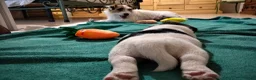 Jack Russell cani in vendita: Cuccioli Jack Russell  - Annuncio 3