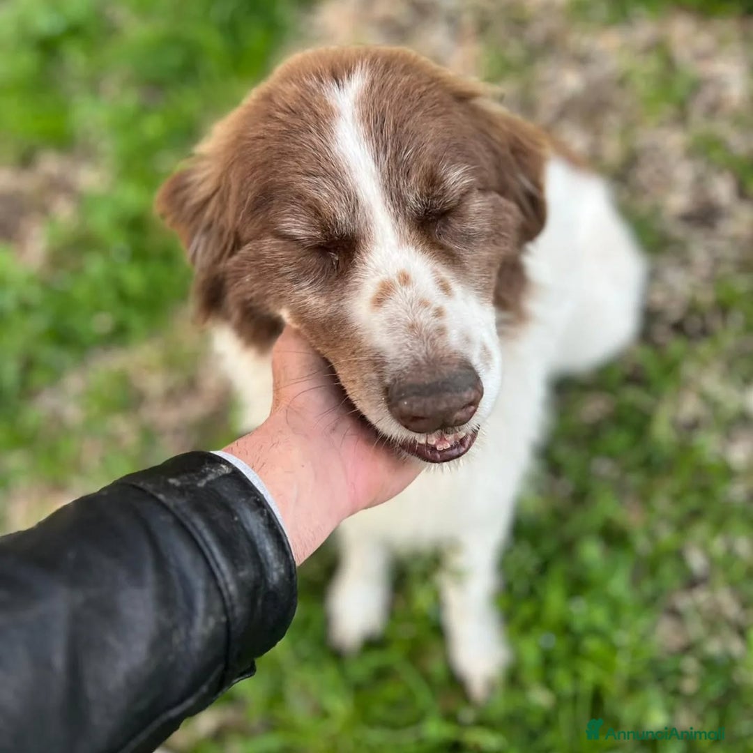 Border Collie cani in regalo: MICHELE incrocio border collie cerca adozione a Provincia di Latina - Annuncio 4