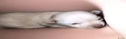 Chihuahua cani in vendita: Splendida cucciola di Chihuahua  - Annuncio 2