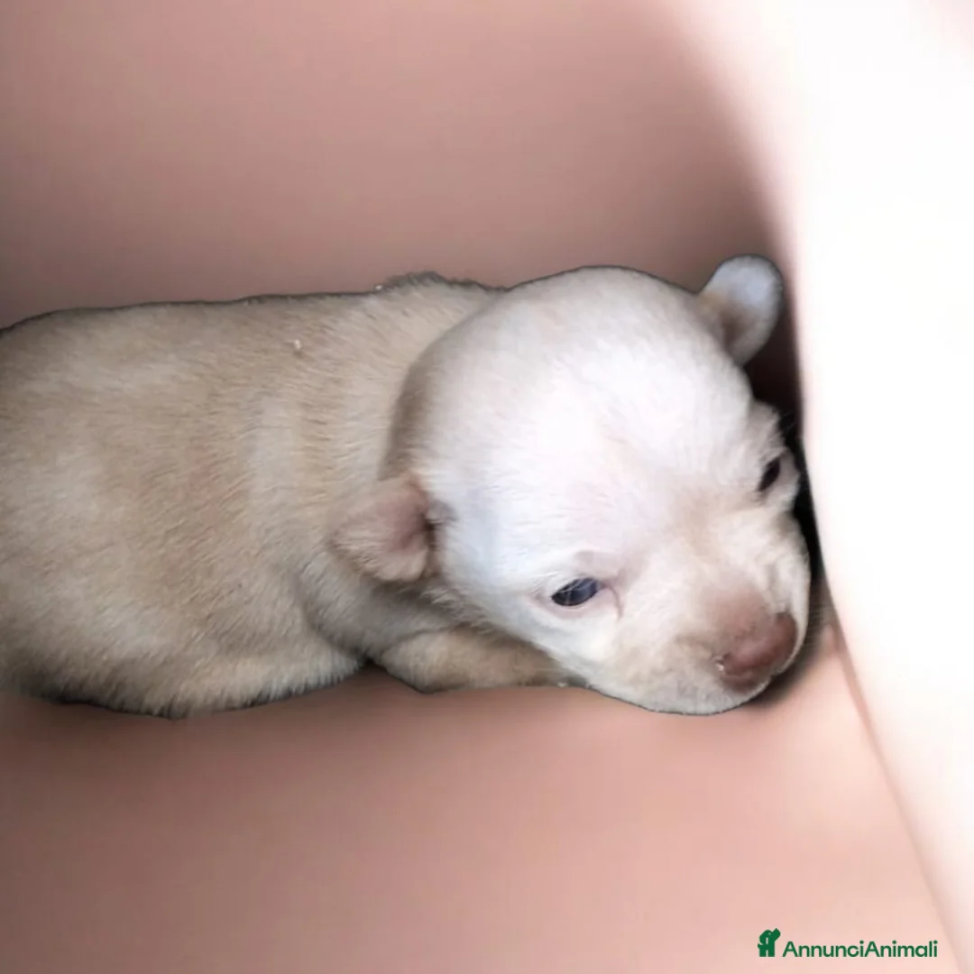 Chihuahua cani in vendita: Splendida cucciola di Chihuahua  - Annuncio 2